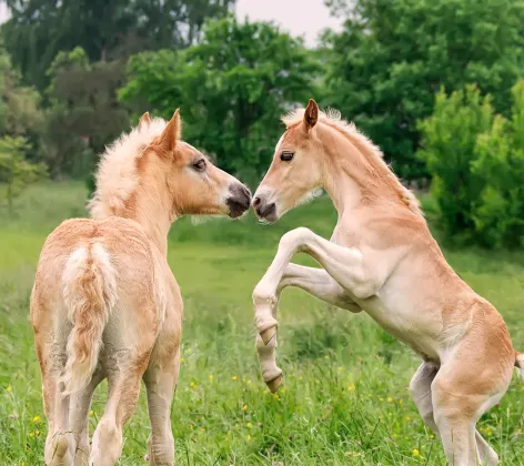 Baby Horses in Grass playing